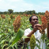6 Manfaat Sorgum bagi Kesehatan