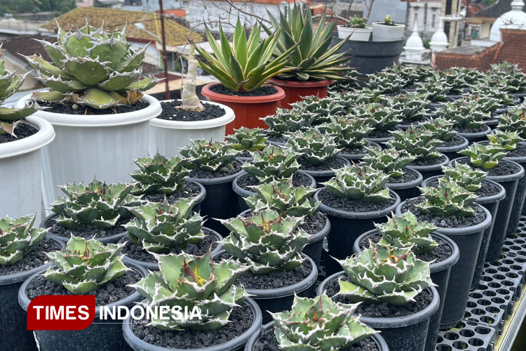 Agave-Utara-b.jpg