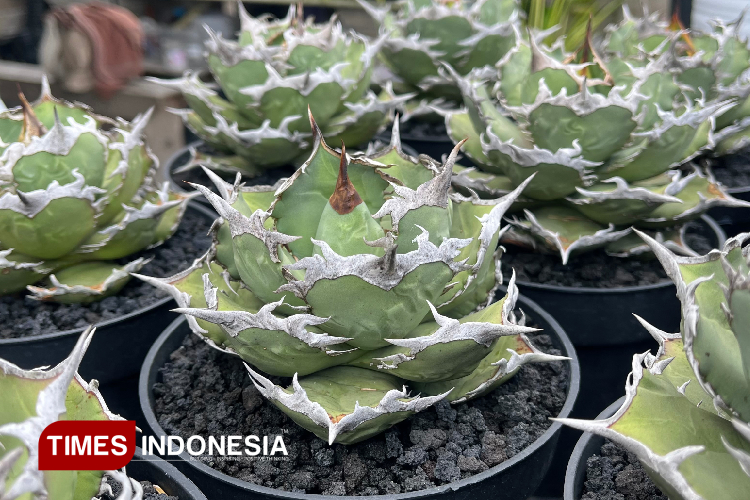 Agave-Utara-c.jpg