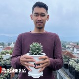 Dari Hobi Jadi Komoditas, Potret Agave Utara yang Tembus Hingga ke Negeri Sakura
