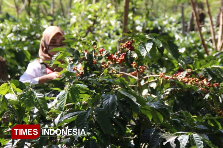 PTPN I Siap Rangkul Warga Kembangkan Potensi Kopi Arabika Bondowoso