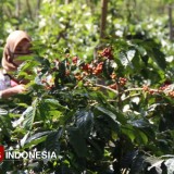 PTPN I Siap Rangkul Warga Kembangkan Potensi Kopi Arabika Bondowoso