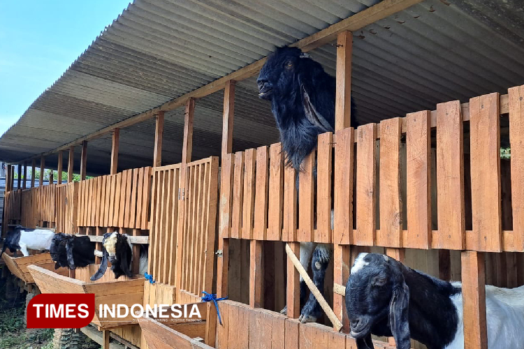 Gandeng Mahasiswa, Dispangtan Kota Malang Siapkan 700 Nakes Periksa Hewan Kurban