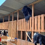 Gandeng Mahasiswa, Dispangtan Kota Malang Siapkan 700 Nakes Periksa Hewan Kurban