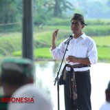 Mentan Sebut Stok Beras 3,8 Juta Ton: Swasembada Bukan Mimpi