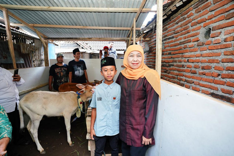 Gubernur Khofifah Wujudkan Impian Siswa SD, Hadiahkan Sepasang Anak Sapi