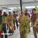 Gemblung Dadi Waras,  Inovasi Padi Rumahan Panen Serentak di Purworejo