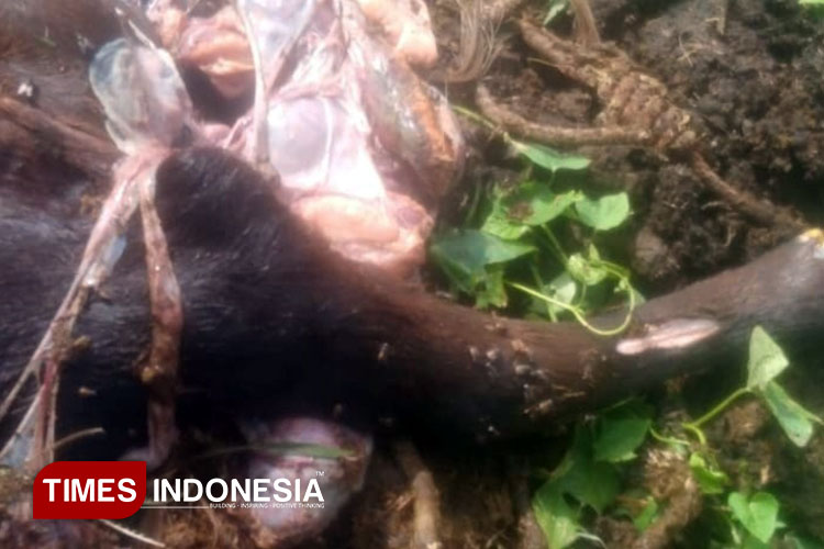 Janin Sapi Dibuang Dekat RPH di Bondowoso, Begini Klarifikasi Dinas Peternakan