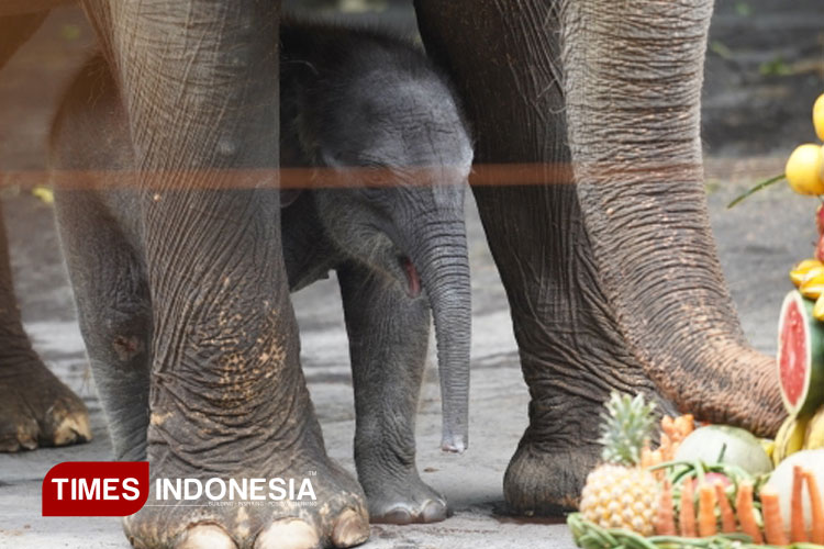 Menhut Beri Nama Gajah Mungil di Jatim Park 2