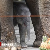 Menhut Beri Nama Gajah Mungil di Jatim Park 2