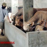Akademisi Beri Tips Memilih Hewan Kurban, Bukan Hanya Gemuk