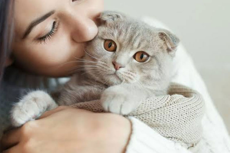 Ilustrasi: Kucing rumahan biasanya memiliki aktivitas fisik yang lebih sedikit. (FOTO. cats.com).