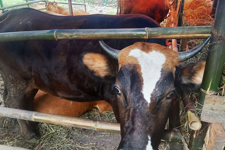 hewan-sapi-daganganya-2.jpg