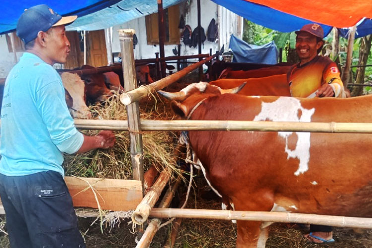 Penjualan Hewan Kurban di Pemalang Masih Sepi Pembeli