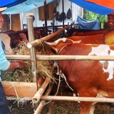 Penjualan Hewan Kurban di Pemalang Masih Sepi Pembeli