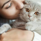 Kucing Rumahan Juga Bisa Sakit, Simak 7 Tips Ampuh Mencegahnya