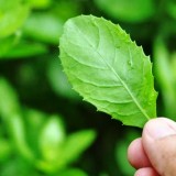 Ketahui Manfaat Daun Beluntas dan Cara Baik Mengonsumsinya