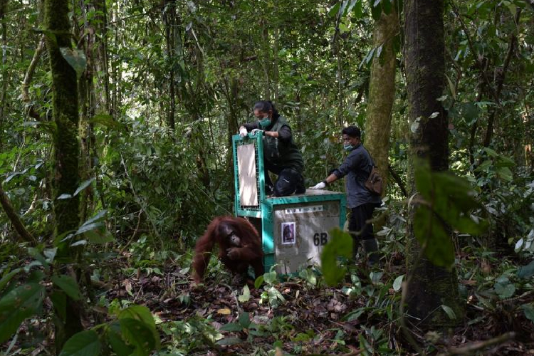 TN Bukit Baka Bukit Raya Sambut Pelepasliaran 5 Orang Utan Baru