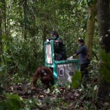 TN Bukit Baka Bukit Raya Sambut Pelepasliaran 5 Orang Utan Baru