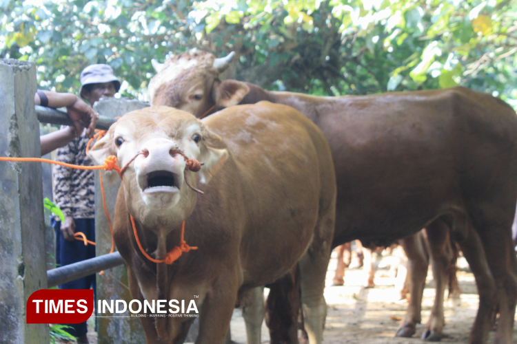 Pengawasan-lalulintas-hewan-ternak-di-pasar-pon-Pacitan-b.jpg
