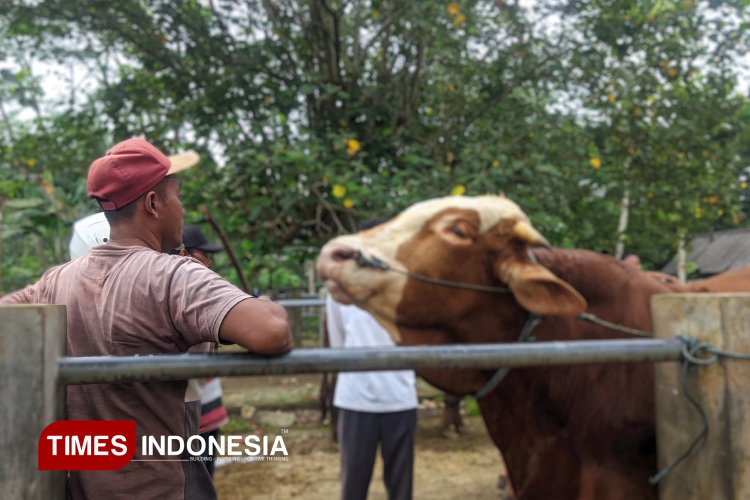 Sapi merupakan salah satu hewan yang sah secara syar'i untuk kurban. (Foto: Yusuf Arifai/TIMES Indonesia)