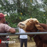 Bolehkah Kurban untuk Orang yang Sudah Meninggal? Ini Pendapat Empat Mazhab