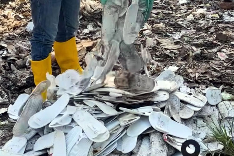 Pengelolaan Limbah Sampah Ketapang Indah Hotel Banyuwangi Masih Belum Optimal