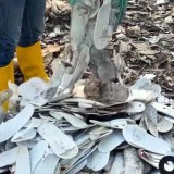 Pengelolaan Limbah Sampah Ketapang Indah Hotel Banyuwangi Masih Belum Optimal