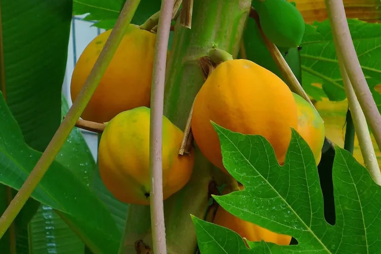 Pohon buah Carica yang sekilas mirip pepaya tumbuh begitu subur di kawasan dataran tinggi Dieng. (FOTO: bobobox)