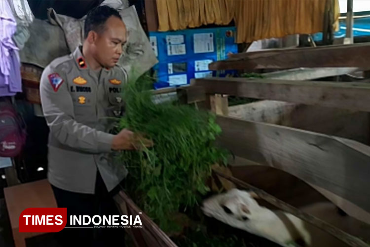 Kanit Gakkum Polres Majalengka, IPDA Endri Wibowo tengah memberikan pakan ternak kambing. (FOTO: Jaja Sumarja/TIMES Indonesia)