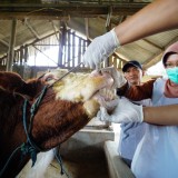 Bupati Kediri Terjunkan Tim DKPP untuk Pastikan Kelayakan Hewan Kurban