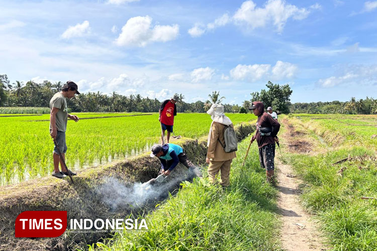 Basmi Hama Tikus, Upaya Dispertan Banyuwangi Lindungi Petani dari Kerugian