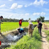 Basmi Hama Tikus, Upaya Dispertan Banyuwangi Lindungi Petani dari Kerugian