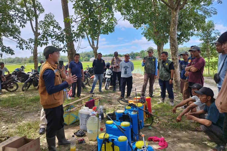 Kementan menggandeng Polbangtan Malang dalam Gerdal Hama Penggerek Batang Padi