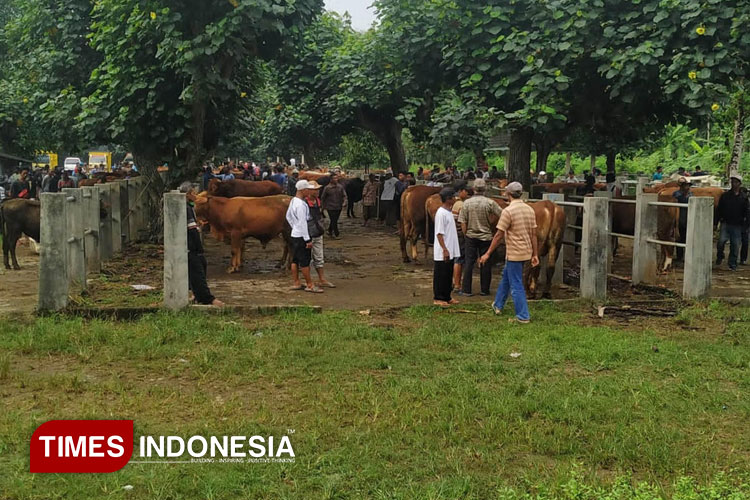Suasana pasar hewan Pacitan menjelang Idul adha 1446 H. (Foto: Yusuf Arifai/TIMES Indonesia)