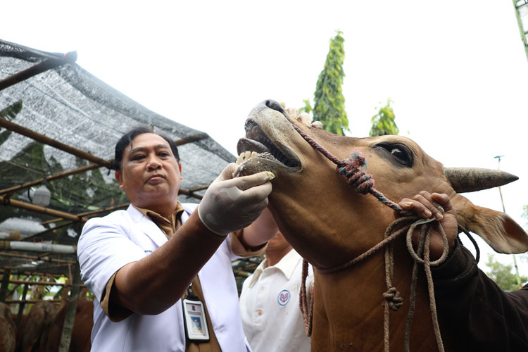 Pemkot Surabaya Intensifkan Pemeriksaan Hewan Kurban Jelang Idul Adha 1446 H