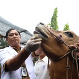 Pemkot Surabaya Intensifkan Pemeriksaan Hewan Kurban Jelang Idul Adha 1446 H