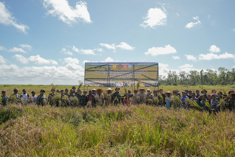panen-perdana-padi-di-Kampung-Wanam-a.jpg