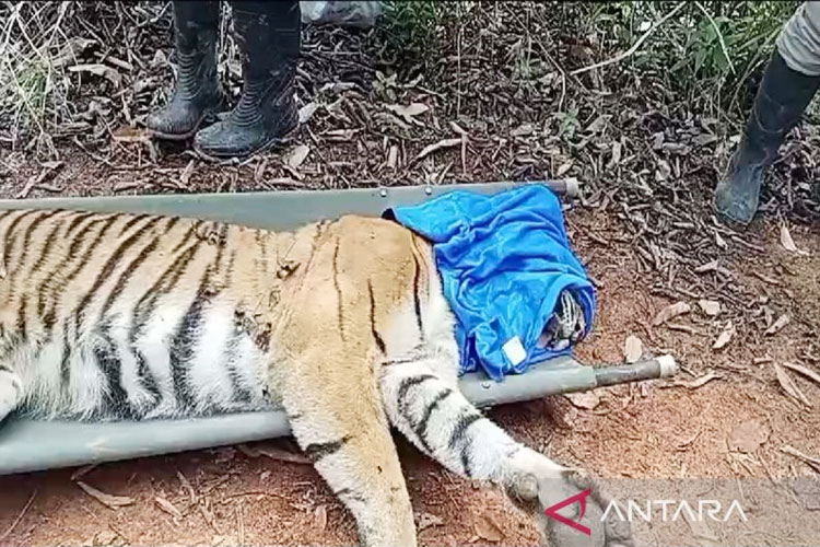 Penggarap Kopi Tewas Mengenaskan, Diduga Dimangsa Harimau TNBBS Lampung Barat