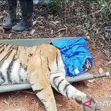 Penggarap Kopi Tewas Mengenaskan, Diduga Dimangsa Harimau TNBBS Lampung Barat