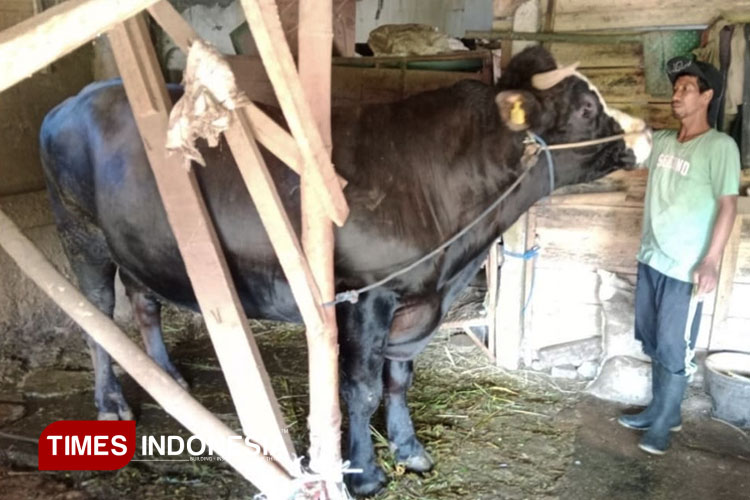 Presiden Prabowo Beli Sapi di Kota Malang untuk Kurban