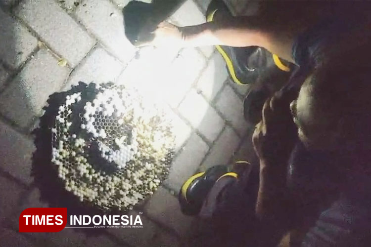 Bisa Mengancam Peserta BEC, Sarang Tawon Vespa Dievakuasi