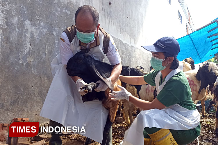 Jelang Idul Adha, Pemkab Banyuwangi Geber Cek Kesehatan Hewan Kurban di Lapak Musiman