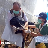 Jelang Idul Adha, Pemkab Banyuwangi Geber Cek Kesehatan Hewan Kurban di Lapak Musiman