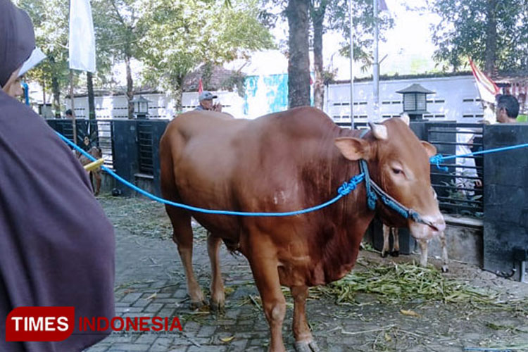 Jelang Idul Adha 2025, Lumajang Pastikan Hewan Kurban Sehat dan Bebas Penyakit