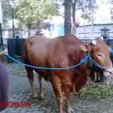 Jelang Idul Adha 2025, Lumajang Pastikan Hewan Kurban Sehat dan Bebas Penyakit