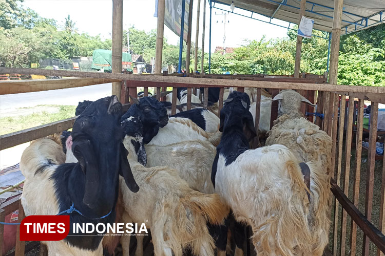 Kambing-Kurban.jpg