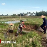 Seragam Loreng Berpadu Cangkul: Kisah Inspiratif Babinsa dan Petani di Desa Birowo