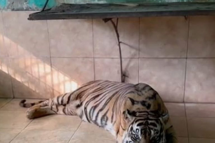 Harimau Sumatera Koleksi Taman Rimba Jambi Mati, BKSDA Buka Suara