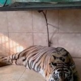 Harimau Sumatera Koleksi Taman Rimba Jambi Mati, BKSDA Buka Suara